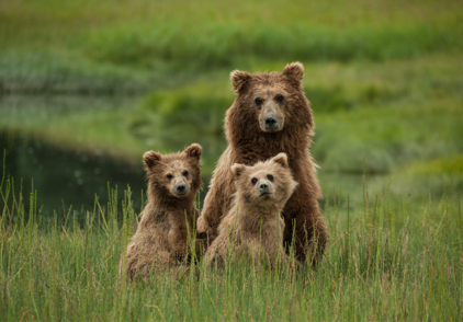 Alaska and Grizzly Bears